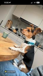 Jack Russell pups verwacht rond 13 december, Dieren en Toebehoren, Rabiës (hondsdolheid), Jack Russell Terriër, 8 tot 15 weken