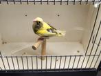 Te koop 2 bonte groenling mannen, Dieren en Toebehoren, Mannelijk, Wildzangvogel, Geringd