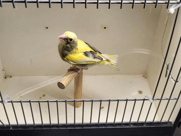 Te koop 2 bonte groenling mannen, Dieren en Toebehoren, Vogels | Overige Vogels, Wildzangvogel, Mannelijk, Geringd