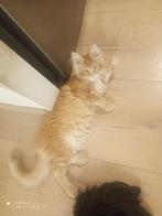 Russische Maine Coon kittens  met stamboom, Dieren en Toebehoren, Katten en Kittens | Raskatten | Langhaar, Meerdere dieren, Gechipt