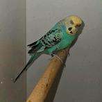 Split Blackface split blackwing split dunfelo vrouw, Vrouwelijk, Parkiet