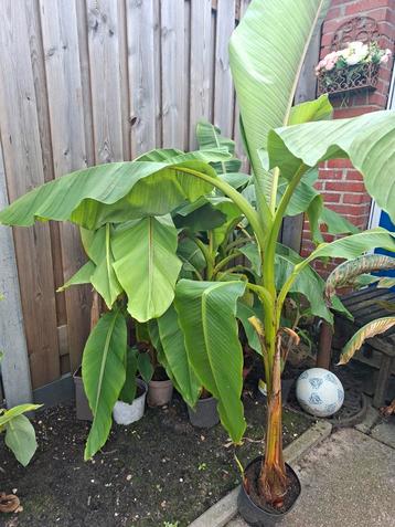 Musa basjoo vezelbananenboom beschikbaar voor biedingen