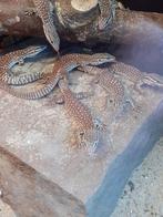 Varanus acanthurus red, Dieren en Toebehoren, Reptielen en Amfibieën, 0 tot 2 jaar, Hagedis