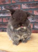 Lieve & tamme konijntjes, Dieren en Toebehoren, Konijnen, Meerdere dieren, Dwerg, Hangoor, 0 tot 2 jaar