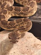 1.1 crotalus oreganus helleri, Dieren en Toebehoren, Reptielen en Amfibieën, Slang, 0 tot 2 jaar