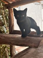 LAATSTE KITTEN Britse korthaar, Meerdere dieren, Ontwormd, 0 tot 2 jaar