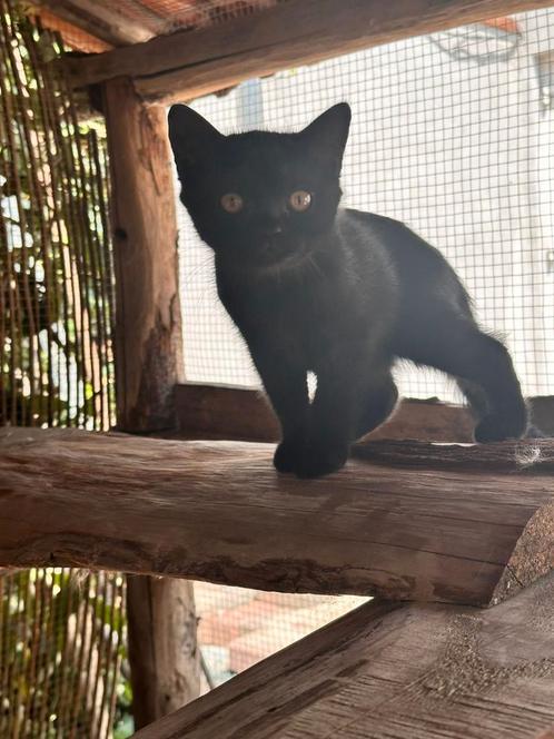 LAATSTE KITTEN Britse korthaar, Dieren en Toebehoren, Katten en Kittens | Raskatten | Korthaar, Meerdere dieren, 0 tot 2 jaar