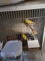 3 jonge kanaries, Dieren en Toebehoren, Geslacht onbekend, Kleurkanarie