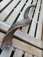 Unieke Kudu Hoorn Shofar - 111cm (89 recht gemeten), Ophalen of Verzenden, Nieuw, Overige soorten, Overige typen