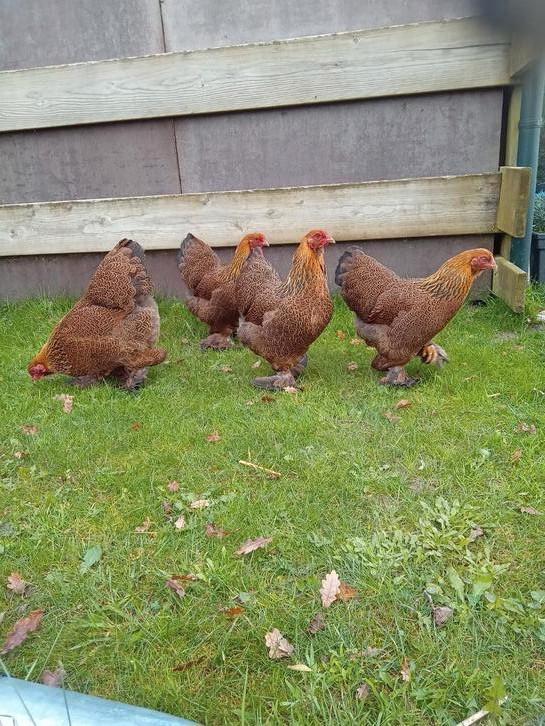 1 haan en 2 hennen over brahma kriel meerzomig patrijs, Dieren en Toebehoren, Pluimvee, Kip, Meerdere dieren