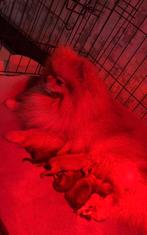 Rasecht Bearface Pomeranians Pomeriaan pups nu te reserveren, Dieren en Toebehoren, Honden | Poolhonden, Keeshonden en Oertypen