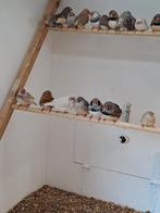 Koppels zebravinken, Dieren en Toebehoren, Vogels | Overige Vogels, Meerdere dieren, Geringd