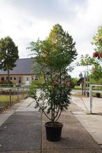 meerstammige lijsterbes sorbus dodong, Overige soorten, Zomer, Ophalen, Volle zon