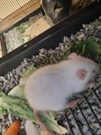 ❤️Tamme ratten 😍  rittens laatste 2! Broertjes, Dieren en Toebehoren, Knaagdieren, Rat, Meerdere dieren, Tam, Oktober