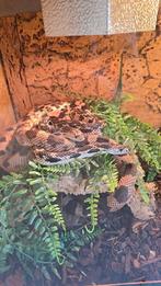 Pithuopis melanoleucus melanoleucus, Dieren en Toebehoren, Reptielen en Amfibieën, Amfibie