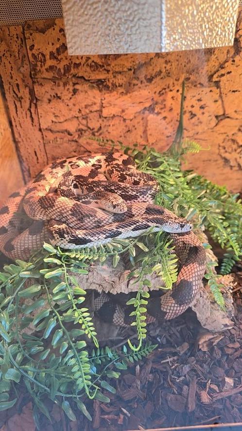Pithuopis melanoleucus melanoleucus, Dieren en Toebehoren, Reptielen en Amfibieën, Amfibie