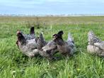 Jonge tamme bleu de landes kippen hennen gesekst en ingeënt, Vrouwelijk, Kip