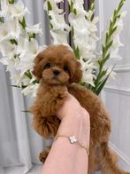 Exclusieve Maltipoo TeaCup pup (Maltezer/Azian Toy Poedel), Dieren en Toebehoren, Fokker | Hobbymatig, Rabiës (hondsdolheid), Overige rassen