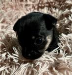 4 chihuahua pups, Dieren en Toebehoren, Honden | Chihuahua's en Gezelschapshonden, Reu, 8 tot 15 weken, Meerdere, Chihuahua