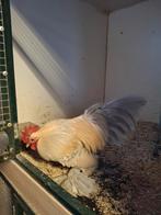 Sabelpoot kriel, Mannelijk, Kip