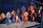 75000 vissen, malawi, discus, zalmen, tetra`s, gourami, cory, Dieren en Toebehoren, Vissen | Aquariumvissen, Vis