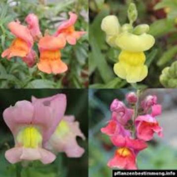 Antirrhinum majus (Leeuwenbek) beschikbaar voor biedingen