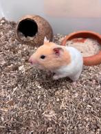Tamme goudhamster man, Dieren en Toebehoren, Knaagdieren, Mannelijk, Hamster, Na 1 juli 2024, Tam