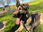 Mechelse herder x Hollandse herder reu 11 maanden, Dieren en Toebehoren, Honden | Herdershonden en Veedrijvers, Rabiës (hondsdolheid)