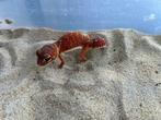 2.4 nephrurus levis levis, Dieren en Toebehoren, Reptielen en Amfibieën, Hagedis, 0 tot 2 jaar