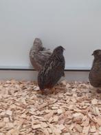 1-2 Chinese dwergkwartels, Dieren en Toebehoren, Vogels | Overige Vogels, Meerdere dieren, Tropenvogel, Geringd