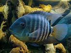 koppel heros severum 15cm, Dieren en Toebehoren, Vissen | Aquariumvissen, Vis, Zoetwatervis