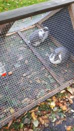 Goed huisje gezocht voor deze 2 vroutjes konijnen, Dieren en Toebehoren, Konijnen, Vrouwelijk, Middelgroot