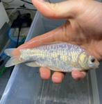 Rijenspiegel giebel !! Zeeeer zeldzaam, Karper of Koi