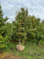 🍏🍎🍐Oude fruitbomen te koop!, Tuin en Terras, Planten | Fruitbomen, Ophalen of Verzenden, 250 tot 400 cm, Appelboom, Lente