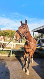 Waanzinnig nuchter 2,5 jarige KWPN ruin, Dieren en Toebehoren, Paarden, Ruin, 3 tot 6 jaar, Onbeleerd, Gechipt