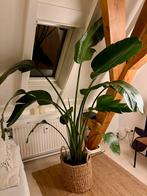 Strelitzia Plant, Ophalen, Halfschaduw