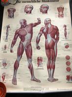 Poster die menschen muskulatur dhm lehrmittelfabrik 1994, Antiek en Kunst, Antiek | Schoolplaten, Natuur en Biologie, Ophalen of Verzenden