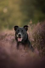 Ter adoptie met spoed, Dieren en Toebehoren, Reu, Eén hond, Chihuahua, 3 tot 5 jaar