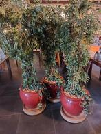 3 planten, onderstel + wielen, Ophalen of Verzenden, Overige soorten, Volle zon