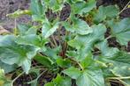 Brave Hendrik (Chenopodium bonus-henricu), Tuin en Terras, Planten | Tuinplanten, Ophalen of Verzenden, Zomer, Volle zon