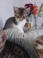Prachtige kittens, Meerdere dieren, Kortharig, 0 tot 2 jaar