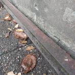 IJzeren I-profiel Balk, 390 x 10 x 6, Doe-het-zelf en Verbouw, Metalen, Ophalen, Gebruikt, IJzer