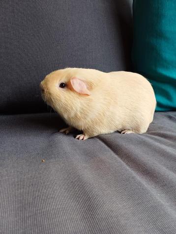 2 cavia's zoeken nieuw huisje beschikbaar voor biedingen