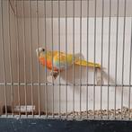 Prachtige turquoisine parkiet, dilute, Dieren en Toebehoren, Vogels | Parkieten en Papegaaien, Vrouwelijk, Parkiet