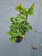 planten, Huis en Inrichting, Kamerplanten, Ophalen, Overige soorten, Minder dan 100 cm