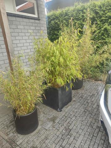 Bamboe in grote pot beschikbaar voor biedingen