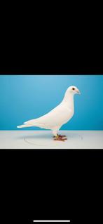 Witten postduif, Dieren en Toebehoren, Vogels | Duiven, Meerdere dieren, Postduif