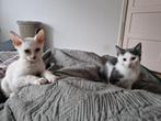 Kittens, Dieren en Toebehoren, Katten en Kittens | Raskatten | Korthaar, Meerdere dieren, Ontwormd