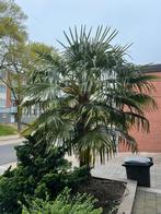 **Te koop winterharde palm** Trachycarpes Fortunei!, Tuin en Terras, Planten | Bomen, Ophalen of Verzenden, 100 tot 250 cm