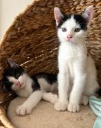 2 lieve kittens te koop, Dieren en Toebehoren, Katten en Kittens | Raskatten | Korthaar, Meerdere dieren, 0 tot 2 jaar